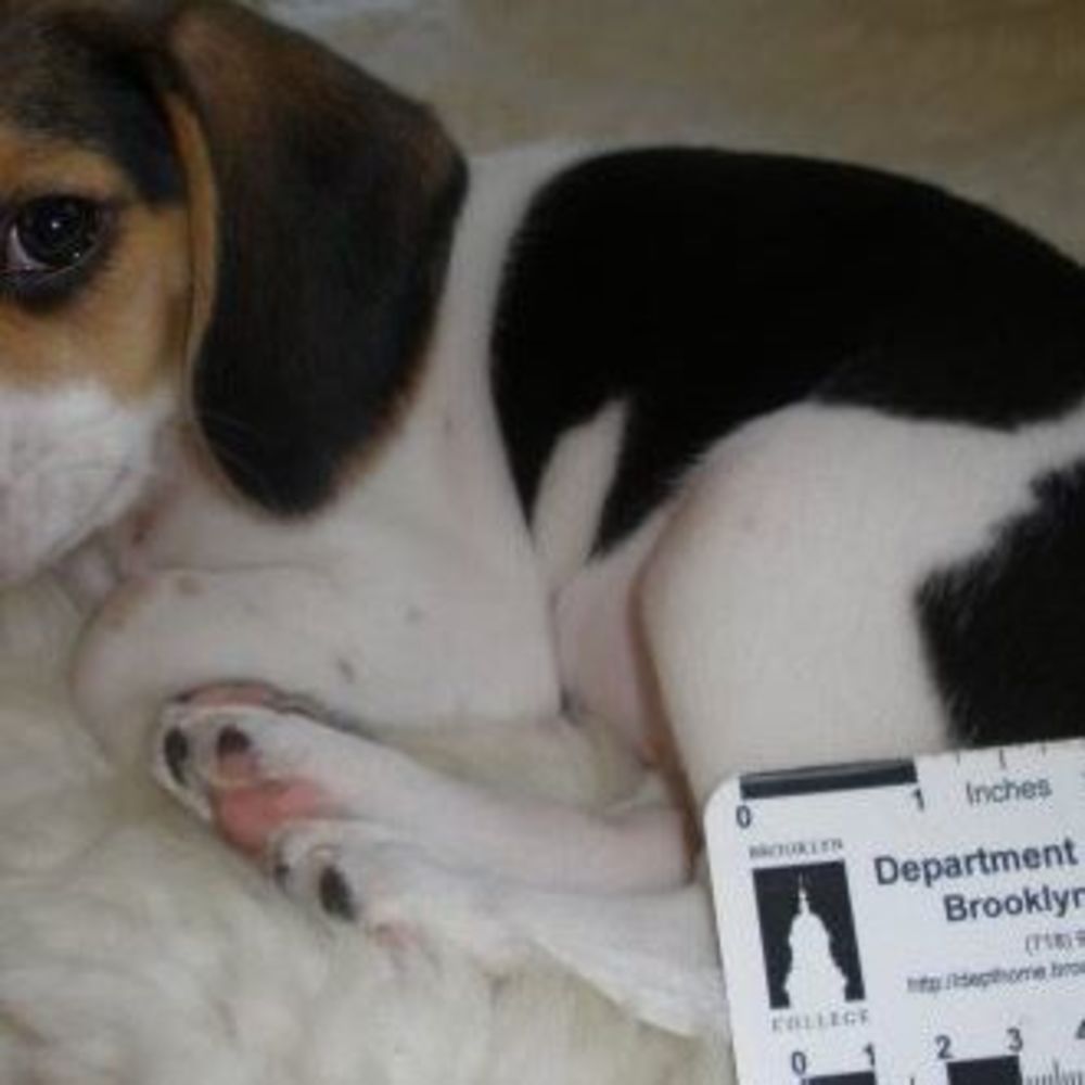 Meet your Posher, Baruchi